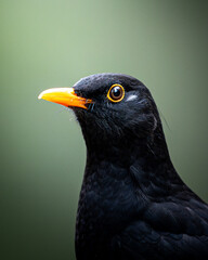 Fototapeta premium Amsel