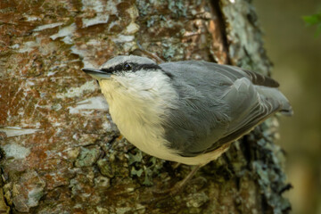 The Nuthatch (Sitta europaea) in a classical position