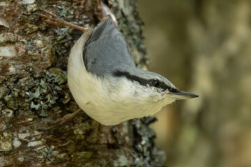 The Nuthatch (Sitta europaea) in a classical position