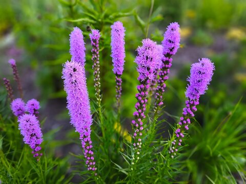 Close-up of blooming Liatris spicata, also known as blazing star, with vibrant purple flower spikes and lush green foliage in a summer garden.