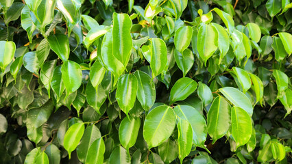 Vibrant green leaves of a Benjamin fig (Ficus benjamina), a plant commonly grown as an ornamental in homes and gardens