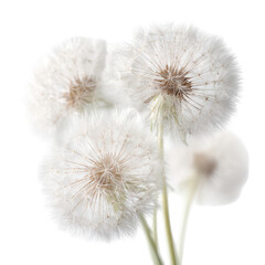 Fototapeta premium Close-up of four fluffy, white dandelion seed heads, showing delicate details of their seeds and stems against a stark black background