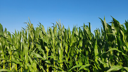 Fototapeta premium The corn is in full tassel, a key reproductive phase where pollen is shed to fertilize the silks and develop the ears of corn