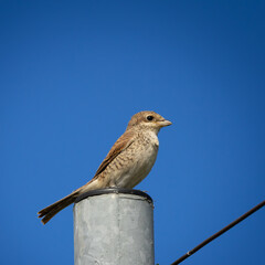 Juvenile Red-backed Shrike sitting on a fence.