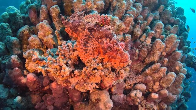 Red scorpionfish on t he coral reef, deep ocean. Dangerous poisonous predator, marine life, underwater video. Scuba diving with the ocean wildlife, travel scuba video. Venomous fish.