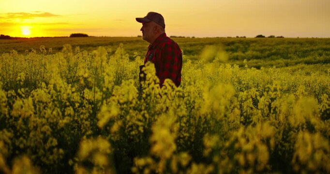 Agronomy And Agribusiness, Tired Farmer Walking Alone In Beautiful Farmland With Blooming Rape