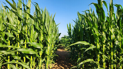 A Corn field with healthy and mature corn plants.  The neat rows are designed to provide the necessary light and air circulation for optimal plant growth