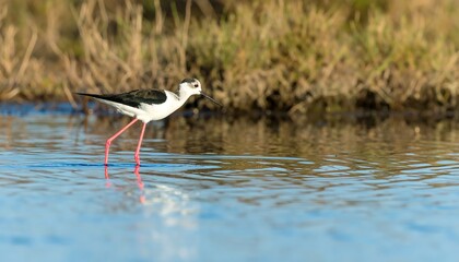 Fototapeta premium A black-winged stilt walks along a tranquil water's edge, its delicate pink legs reflecting in the still surface.