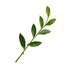 Obraz premium Fresh Green Leafy Branch Isolated on White Background for Natural Decor and Design