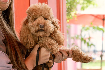Adorable toy poodle with curly red fur being held by owner, close bond and care, showcasing the...