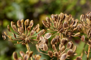 Close-up of mature dried dill seeds on umbellate inflorescences in the garden. Natural texture, brown seeds and a blurred green background.
