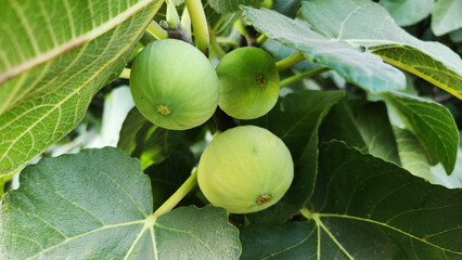 Sweet ripening fruits of fig tree (Ficus carica) that are waiting for harvest. They are highly...