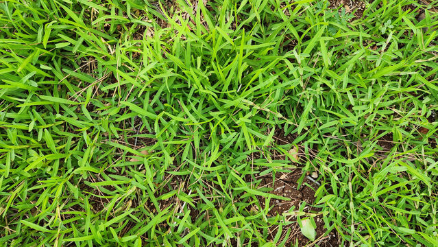 Bermuda grass, or Cynodon dactylon, is a durable turfgrass known for its heat and drought tolerance, making it a popular choice for lawns in warm climates