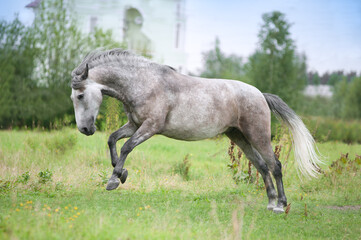 Grey andalusian horse runs free in summer meadow
