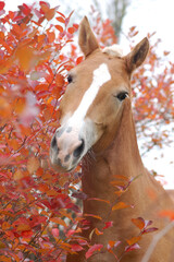 Palomino horse portrait in red autumn leaves