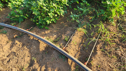 A drip irrigation system with pipes and emitters distributes water efficiently to cotton plants,...