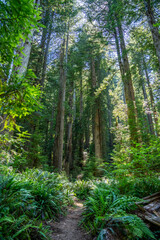 Majestic Giants of Redwood National Park, Pacific Northwest Forest
