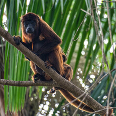 Howler monkey, Alouatta discolor on a tree in the brazilian jungle at Ilha das Canarias in Brazil....
