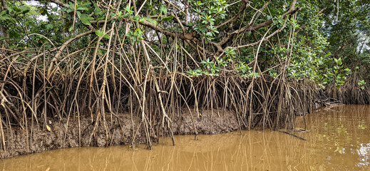 Boat trip on the Igarape do Urubu River, Delta das Americas to Ilha das Canarias, Brazil. South...