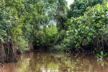 Boat trip on the Igarape do Urubu River, Delta das Americas to Ilha das Canarias, Brazil. South...