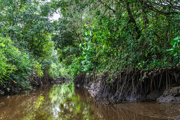 Fototapeta premium Boat trip on the Igarape do Urubu River, Delta das Americas to Ilha das Canarias, Brazil. South America