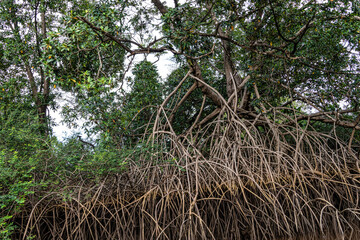 Boat trip on the Igarape do Urubu River, Delta das Americas to Ilha das Canarias, Brazil. South America