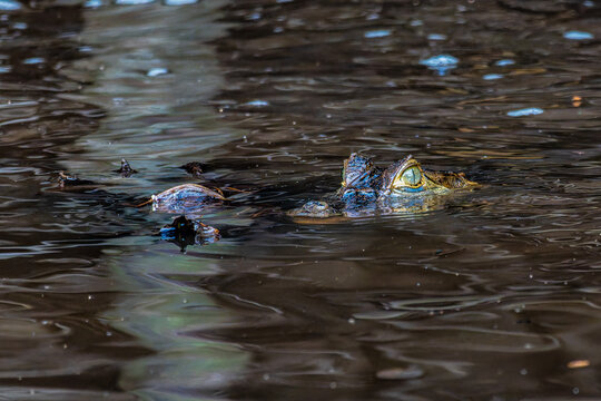 Yacare caiman in the brazilian jungle at Ilha das Canarias in Brazil. Delta do Parnaiba.