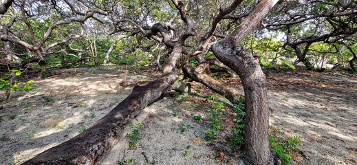Fototapeta premium The world's largest cashew tree with many branches at Natal, Rio Grande do Norte, Brazil.
