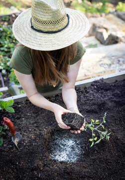 Woman planting seedling in raised bed garden