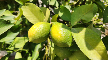 Due to extreme heat and sun exposure, the fruit of the lemon tree (Citrus limon) can suffer from...