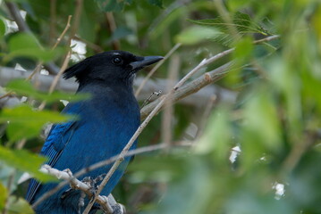 A Steller's Jay with rich blue and black plumage resting on a tree branch.