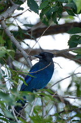 A Steller's Jay with rich blue and black plumage resting on a tree branch.