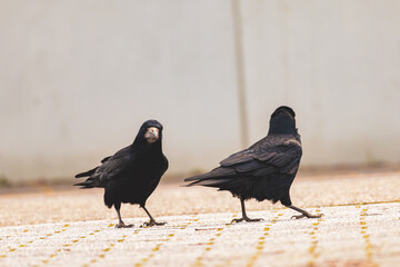 Zwei Saatkrähe die sich um Futter streiten 