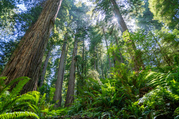 Fototapeta premium Majestic Giants of Redwood National Park, Pacific Northwest Forest