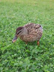 A detailed close-up view of a duck, with spots and vivid colors, on green grass. The bird appears active and serene in this natural outdoor scene, perfect for nature and wildlife themes.