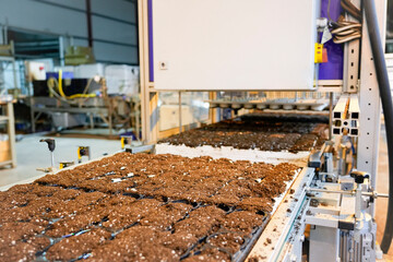 In a production facility, an automatic sowing machine uses artificial intelligence to fill...