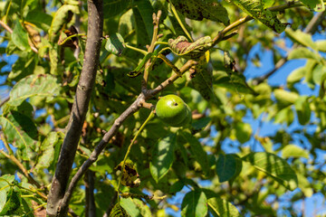 Green apple growing on a tree branch under a clear blue sky during early autumn