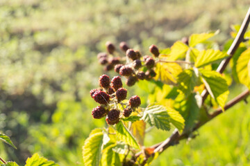 Berry bush with ripening blackberries in a sunny garden during late spring