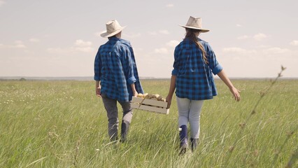 farmer women walk across field rubber boots with box potatoes. farming concept. commoner harvest...