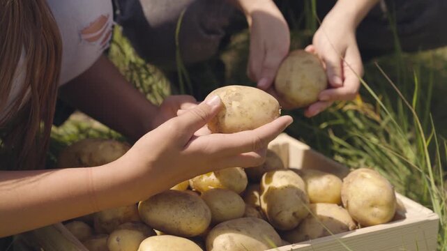 two farmers preparing plant potatoes. farming concept. grow fresh young potatoes farm field. Agriculture. concept healthy food from garden. large tubers organic bioecology vegetables. autumn harvest