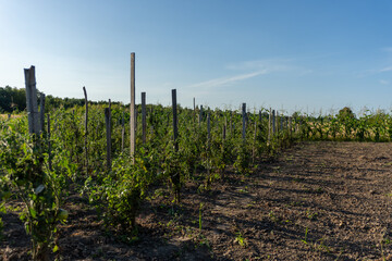Vineyard rows under a clear blue sky during late afternoon hours in a rural area