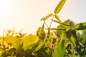 Green soybean plants growing in a field during sunset near rural farmland