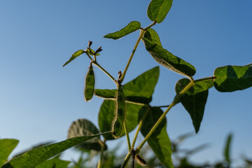 Soybean plants grow under clear blue sky in lush agricultural field during late afternoon hours