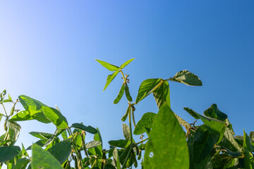 Bright green soybean plants reaching towards the clear blue sky on a sunny day in a rural field