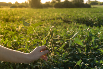 Hand holds a green soybean plant during sunset in an expansive agricultural field