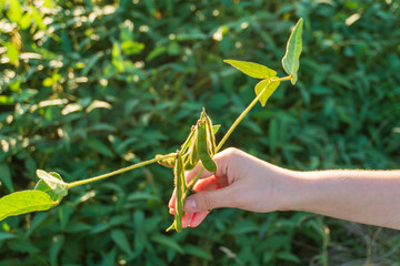 Person harvesting green pods from a plant in a sunlit garden during late afternoon