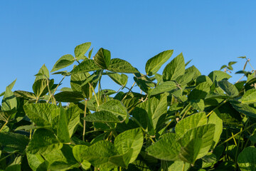 Green soybean plants growing under a clear blue sky in a rural field during late afternoon