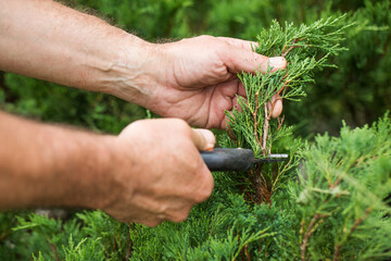  Man hands trim fir branches with pruning shears. Gardening concept