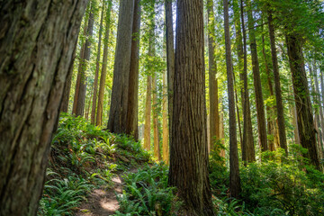 Majestic Giants of Redwood National Park, Pacific Northwest Forest