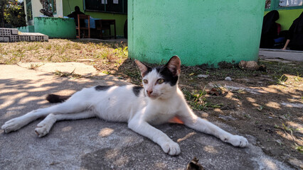 A black and white cat lying relaxed on the ground outdoors, enjoying the sunlight near a green...